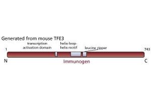 Image no. 1 for anti-Transcription Factor E3 (TFE3) antibody (ABIN967449) (TFE3 抗体)