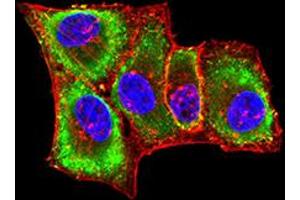 Immunofluorescence (IF) image for anti-Plexin A1 (PLXNA1) (AA 1100-1200) antibody (ABIN5611183)