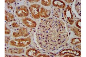 IHC image of ABIN7170348 diluted at 1:600 and staining in paraffin-embedded human kidney tissue performed on a Leica BondTM system. (SNX12 抗体  (AA 2-172))