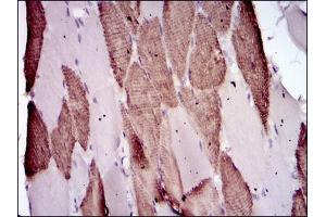 Immunohistochemical analysis of paraffin-embedded muscle tissues using Lplunc1 mouse mAb with DAB staining. (BPIFB1 抗体)