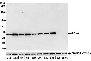 Western Blotting (WB) image for anti-Proliferating Cell Nuclear Antigen (PCNA) (AA 225-261) antibody (ABIN7449543)