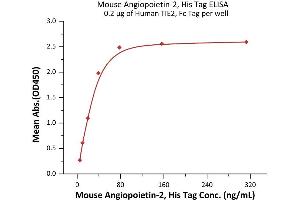 Immobilized Human TIE2, Fc Tag (ABIN6992355) at 2 μg/mL (100 μL/well) can bind Mouse Angiopoietin-2, His Tag (ABIN6992353) with a linear range of 2-39 ng/mL (QC tested). (Angiopoietin 2 Protein (ANGPT2) (AA 19-496) (His tag))