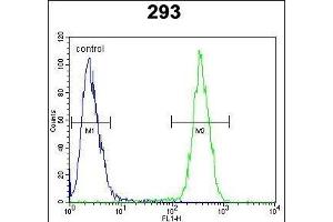 CLPX Antibody (C-term) (ABIN654723 and ABIN2844412) flow cytometric analysis of 293 cells (right histogram) compared to a negative control cell (left histogram). (CLPX 抗体  (C-Term))