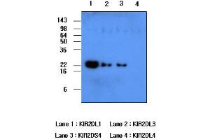 KIR2DL1 抗体