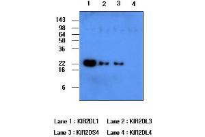 Western blot analysis: Recombinant human protein KIR2DL1, KIR2DL3, KIR2DS4 and KIR2DL4 (each 50ng per well) were resolved by SDS-PAGE, transferred to PVDF membrane and probed with anti-human KIR2DL1 (1:500).