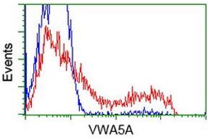 HEK293T cells transfected with either RC212185 overexpress plasmid (Red) or empty vector control plasmid (Blue) were immunostained by anti-VWA5A antibody (ABIN2453787), and then analyzed by flow cytometry. (VWA5A 抗体)