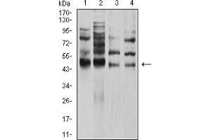 Western blot analysis using TFAP2A mouse mAb against Hela (1), PANC-1 (2), HEK293 (3), and MCF-7 (4) cell lysate.