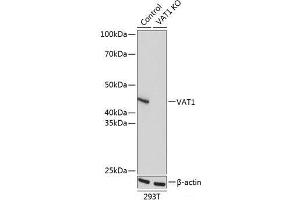 Western blot analysis of extracts from normal (control) and VAT1 knockout (KO) 293T cells using VAT1 Polyclonal Antibody at dilution of 1:1000. (VAT1 抗体)