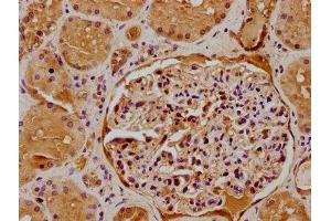 IHC image of ABIN7175242 diluted at 1:500 and staining in paraffin-embedded human kidney tissue performed on a Leica BondTM system. (ATP6VD2 (AA 50-295) 抗体)