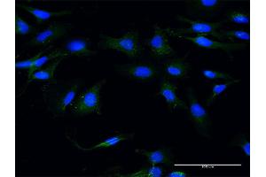 Immunofluorescence (IF) image for anti-Moesin (MSN) (AA 422-531) antibody (ABIN518040)
