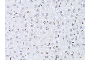 Immunohistochemistry of paraffin-embedded mouse liver using LMNB2 Antibody (ABIN5973877) at dilution of 1/100 (40x lens). (Lamin B2 抗体)