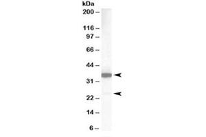 Western blot testing of human lung lysate with MCL1 antibody at 1ug/ml. (MCL-1 抗体)