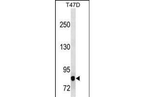 P3K12 Antibody (ABIN1539909 and ABIN2843859) western blot analysis in T47D cell line lysates (35 μg/lane). (MAP3K12 抗体  (AA 828-859))