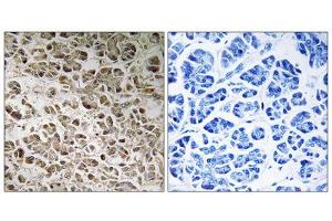 Immunohistochemistry analysis of paraffin-embedded human pancreas tissue using NDUFB1 antibody. (NDUFB1 抗体  (N-Term))