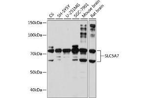 Western blot analysis of extracts of various cell lines, using SLC5 Polyclonal Antibody (ABIN7267643) at 1:1000 dilution. (ChT 抗体  (AA 421-580))