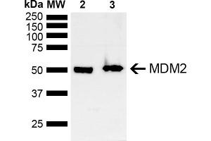 Western blot analysis of Mouse, Rat Brain showing detection of ~40 kDa MDM2 protein using Rabbit Anti-MDM2 Polyclonal Antibody (ABIN5668003). (MDM2 抗体  (AA 100-200) (Biotin))