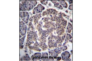 UGCGL1 Antibody (C-term) (ABIN657069 and ABIN2846232) immunohistochemistry analysis in formalin fixed and paraffin embedded human pancreas tissue followed by peroxidase conjugation of the secondary antibody and DAB staining. (UGGT1 抗体  (C-Term))