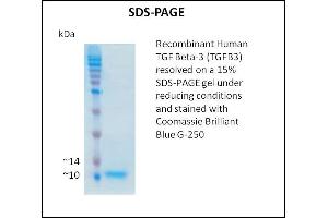 SDS-PAGE (SDS) image for Transforming Growth Factor, beta 3 (TGFB3) (Active) protein (ABIN5508786) (TGFB3 蛋白)