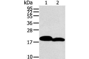 Western Blot analysis of Mouse heart and skin tissue using MYL2 Polyclonal Antibody at dilution of 1:400 (MYL2 抗体)