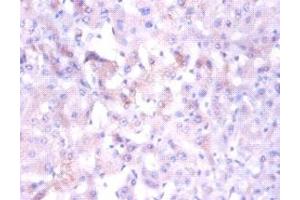 Immunohistochemistry of paraffin-embedded human liver tissue using ABIN7160886 at dilution of 1:100 (NDUFA1 抗体  (AA 1-70))