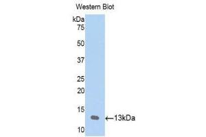 Western Blotting (WB) image for anti-Chemokine (C-C Motif) Ligand 23 (CCL23) (AA 22-120) antibody (ABIN1174788)