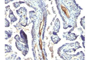 Formalin-fixed, paraffin-embedded human Placenta stained with Podocalyxin Monoclonal Antibody (2A4). (PODXL 抗体  (Extracellular Domain))