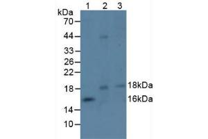 Figure. (EFNA4 抗体  (AA 1-206))