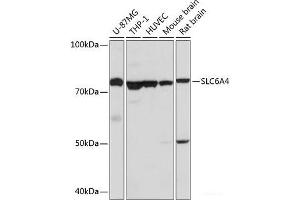 Western blot analysis of extracts of various cell lines using SLC6A4 Polyclonal Antibody at dilution of 1:1000. (SLC6A4 抗体)
