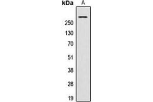 Western blot analysis of AKAP13 expression in HeLa (A) whole cell lysates. (AKAP13 抗体  (Center))