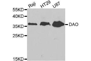 Western blot analysis of extracts of mouse kidney, using DAO antibody. (D Amino Acid Oxidase 抗体  (AA 1-347))