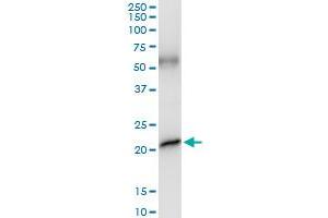 Immunoprecipitation of GH1 transfected lysate using anti-GH1 MaxPab rabbit polyclonal antibody and Protein A Magnetic Bead , and immunoblotted with GH1 purified MaxPab mouse polyclonal antibody (B01P) . (Growth Hormone 1 抗体  (AA 1-217))