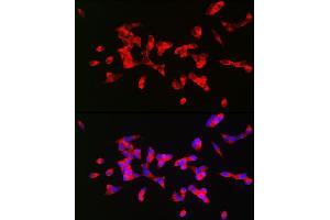 Immunofluorescence analysis of SH-SY5Y cells using CHRM1 Rabbit pAb (ABIN3022210, ABIN3022211, ABIN3022212, ABIN1512760 and ABIN6218670) at dilution of 1:200 (40x lens). (CHRM1 抗体  (C-Term))