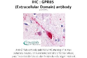 Image no. 1 for anti-G Protein-Coupled Receptor 85 (GPR85) (2nd Extracellular Domain) antibody (ABIN1735182) (GPR85 抗体  (2nd Extracellular Domain))