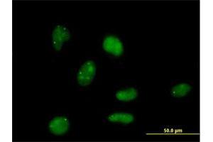 Immunofluorescence of purified MaxPab antibody to E4F1 on HeLa cell. (E4F1 抗体  (AA 1-784))