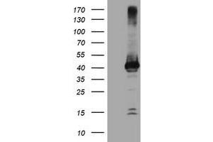 Image no. 1 for anti-Crystallin, Zeta, Homolog antibody (ABIN1497655) (CRYZL1 抗体)
