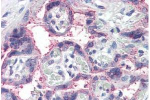 Human Placenta (formalin-fixed, paraffin-embedded) stained with NOTCH3 antibody ABIN337107 at 5 ug/ml followed by biotinylated anti-goat IgG secondary antibody ABIN481715, alkaline phosphatase-streptavidin and chromogen. (NOTCH3 抗体  (AA 2306-2318))