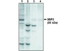 Western blot analysis using anti-3BP2 at 10 µg/ml on recombinant full lenth 3BP2 protein (1), 3BP2 protein minus the PH domain (2), 3BP2 protein minus the PR domain (3) and 3BP2 protein minus the SH2 domain (4).