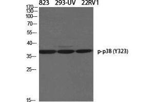 Western Blot (WB) analysis of specific cells using Phospho-p38 (Y323) Polyclonal Antibody. (MAPK14 抗体  (pTyr323))