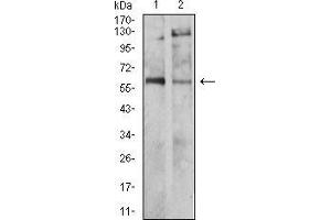 Western blot analysis using TH mouse mAb against SH-SY5Y (1) and PC-12 (2) cell lysate. (TH 抗体  (AA 44-208))