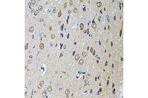 Immunohistochemistry of paraffin-embedded rat brain using PTPRE antibody. (PTPRE 抗体  (AA 20-200))