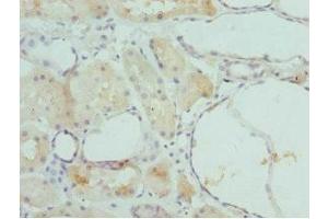 Immunohistochemistry of paraffin-embedded human kidney tissue using ABIN7153202 at dilution of 1:100 (FBP1 抗体  (AA 1-338))