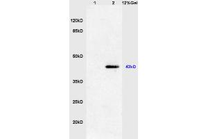Lane 1: mouse heart lysates Lane 2: mouse S/P20 cell lysates probed with Anti phospho-ERK1(Thr202/Tyr204) +ERK2(Thr183/Tyr185) Polyclonal Antibody, Unconjugated (ABIN732458) at 1:200 in 4 °C. (ERK1/2 抗体  (pThr183, pTyr185))