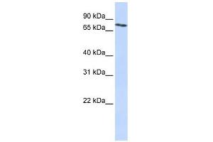 SLCO2B1 antibody used at 1 ug/ml to detect target protein.