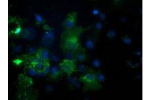 Immunofluorescence (IF) image for anti-phosphodiesterase 2A, CGMP-Stimulated (PDE2A) antibody (ABIN1500078) (PDE2A 抗体)