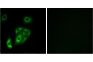 Immunofluorescence analysis of A549 cells, using CNTN5 Antibody. (Contactin 5 抗体  (AA 891-940))