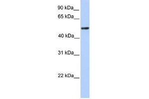 ZBTB9 antibody used at 0. (ZBTB9 抗体  (C-Term))