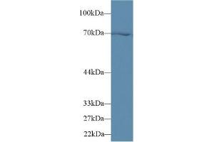 Western Blotting (WB) image for anti-Heat Shock 70kDa Protein 1B (HSPA1B) (AA 1-642) antibody (ABIN7438514)