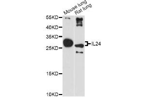 Western blot analysis of extracts of various cell lines, using IL24 antibody (ABIN1875418) at 1:3000 dilution. (IL-24 抗体)