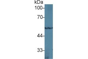 Western Blot; Sample: Rat Heart lysate; Primary Ab: 1µg/ml Rabbit Anti-Mouse PPARg Antibody Second Ab: 0. (PPARG 抗体  (AA 149-273))