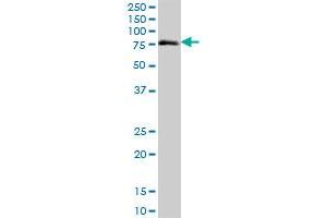 ZNF471 MaxPab polyclonal antibody. (ZNF471 抗体  (AA 1-626))